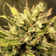 Guerilla Gold Fast - BIOGENETIC | TanieSianie.pl