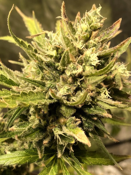 Guerilla Gold Fast - BIOGENETIC | TanieSianie.pl