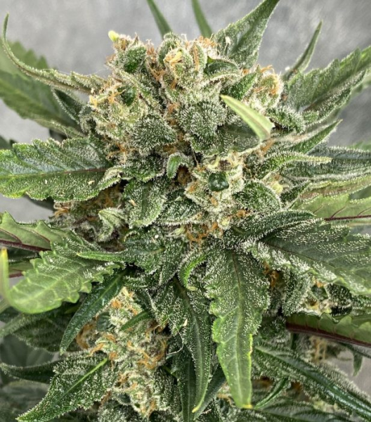 Easy Sativa Fast - BIOGENETIC | TanieSianie.pl