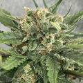 Easy Sativa Fast - BIOGENETIC
