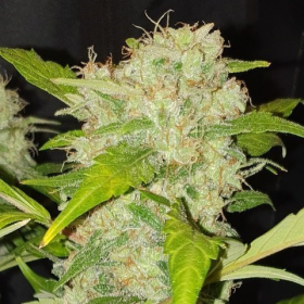 Zkittlez Auto - BIOGENETIC | TanieSianie.pl