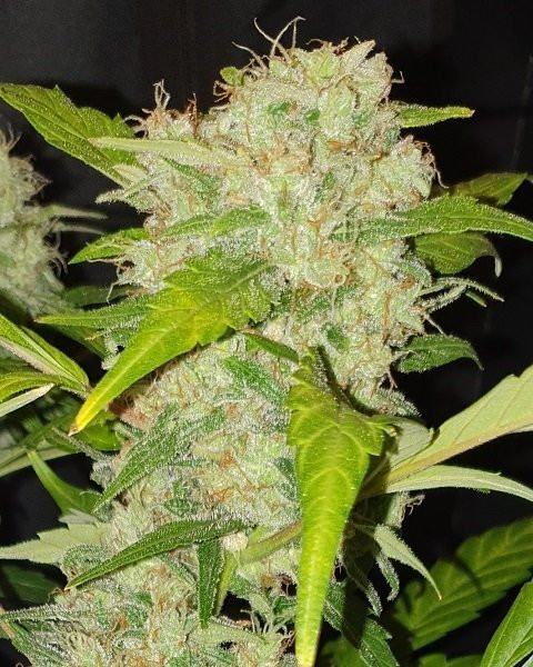 Zkittlez Auto - BIOGENETIC | TanieSianie.pl