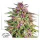 Frisian Dew - DUTCH PASSION | TanieSianie.pl