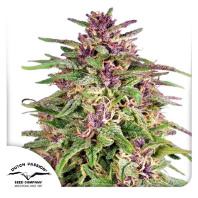 Frisian Dew - DUTCH PASSION | TanieSianie.pl