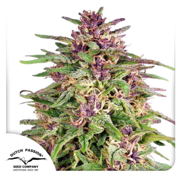 Frisian Dew - DUTCH PASSION | TanieSianie.pl