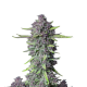 Purple Punch Auto - FASTBUDS | TanieSianie.pl