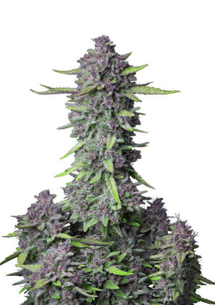 Purple Punch Auto - FASTBUDS | TanieSianie.pl