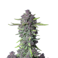 Purple Punch Auto - FASTBUDS