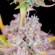 Purple Punch Auto - FASTBUDS | TanieSianie.pl