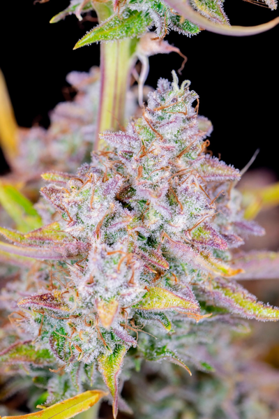 Purple Punch Auto - FASTBUDS | TanieSianie.pl