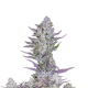 Wedding Glue Auto - FASTBUDS | TanieSianie.pl