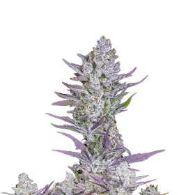 Wedding Glue Auto - FASTBUDS | TanieSianie.pl