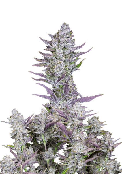 Wedding Glue Auto - FASTBUDS | TanieSianie.pl