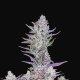 Wedding Glue Auto - FASTBUDS | TanieSianie.pl