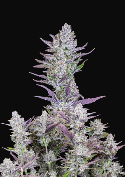 Wedding Glue Auto - FASTBUDS | TanieSianie.pl