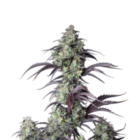 Mimosa Cake Auto - FASTBUDS | TanieSianie.pl