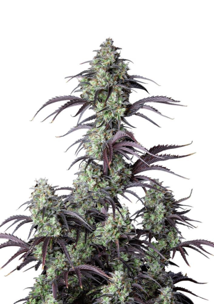 Mimosa Cake Auto - FASTBUDS | TanieSianie.pl
