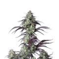 Mimosa Cake Auto - FASTBUDS