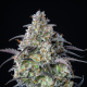 Mimosa Cake Auto - FASTBUDS | TanieSianie.pl