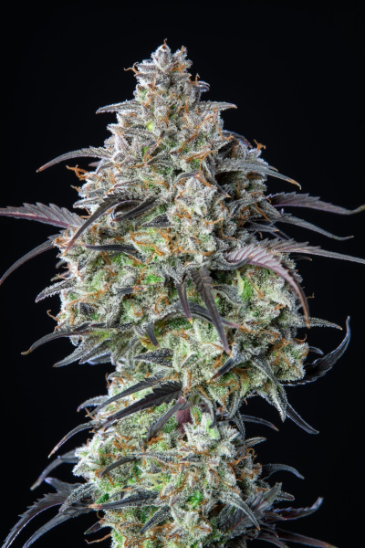 Mimosa Cake Auto - FASTBUDS | TanieSianie.pl