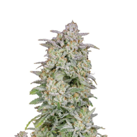 Forbidden Runtz Auto - FASTBUDS | TanieSianie.pl