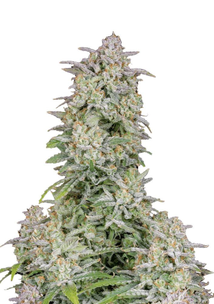Forbidden Runtz Auto - FASTBUDS | TanieSianie.pl