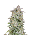 Forbidden Runtz Auto - FASTBUDS