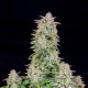 Forbidden Runtz Auto - FASTBUDS | TanieSianie.pl