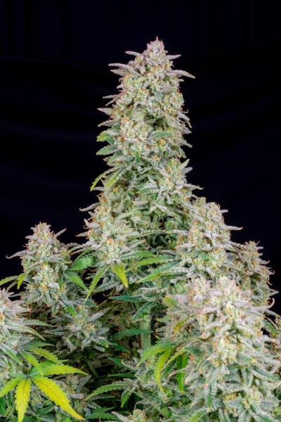 Forbidden Runtz Auto - FASTBUDS | TanieSianie.pl
