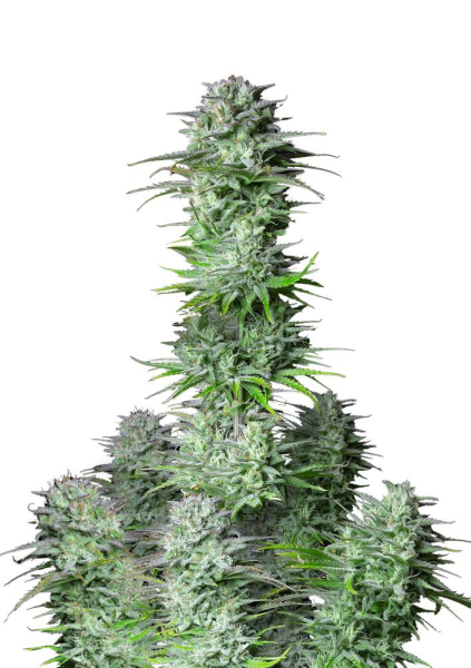 Kosher Cake Auto - FASTBUDS | TanieSianie.pl