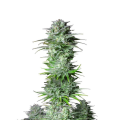 Kosher Cake Auto - FASTBUDS