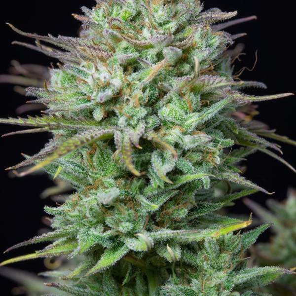 Kosher Cake Auto - FASTBUDS | TanieSianie.pl
