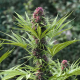 Frisian Dew - DUTCH PASSION | TanieSianie.pl