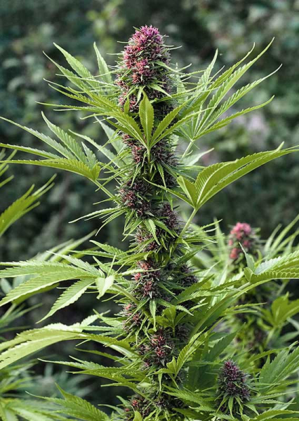 Frisian Dew - DUTCH PASSION | TanieSianie.pl