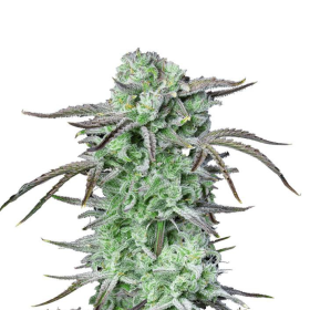 Strawberry Banana Auto - FASTBUDS | TanieSianie.pl