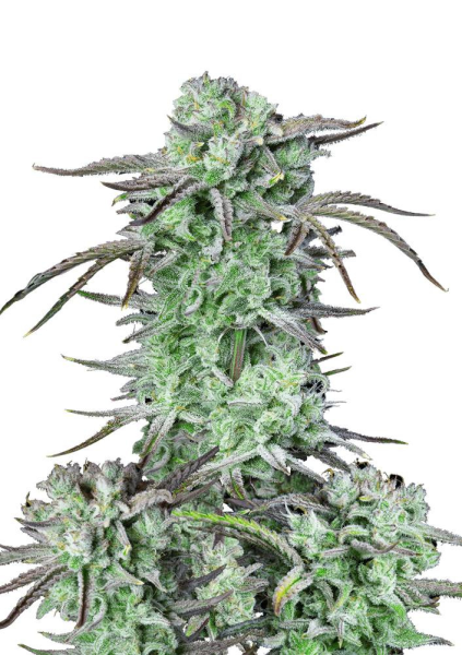 Strawberry Banana Auto - FASTBUDS | TanieSianie.pl
