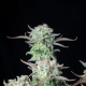 Strawberry Banana Auto - FASTBUDS | TanieSianie.pl