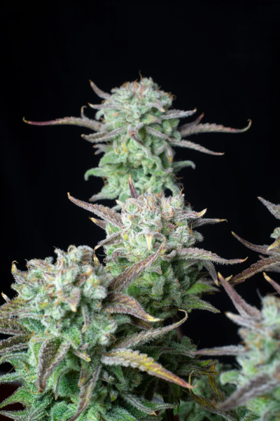 Strawberry Banana Auto - FASTBUDS | TanieSianie.pl