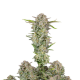 Bruce Banner Auto - FASTBUDS | TanieSianie.pl
