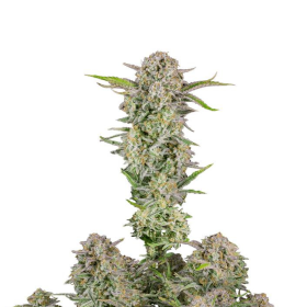 Bruce Banner Auto - FASTBUDS | TanieSianie.pl