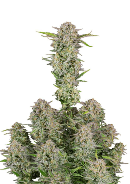 Bruce Banner Auto - FASTBUDS | TanieSianie.pl
