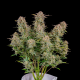 Bruce Banner Auto - FASTBUDS | TanieSianie.pl