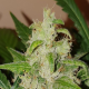 West Coast O.G Auto - BIOGENETIC | TanieSianie.pl