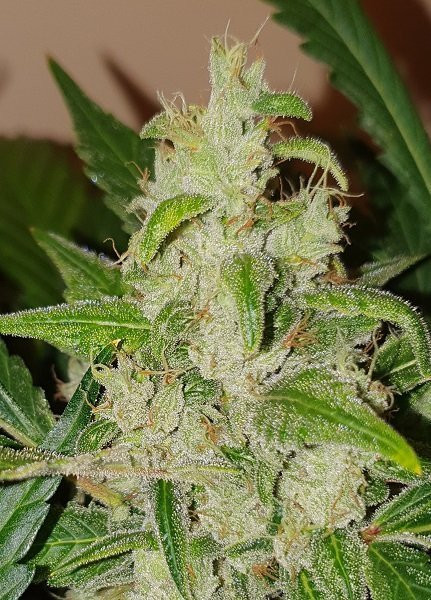 West Coast O.G Auto - BIOGENETIC | TanieSianie.pl