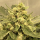 Tangie Auto - BIOGENETIC | TanieSianie.pl