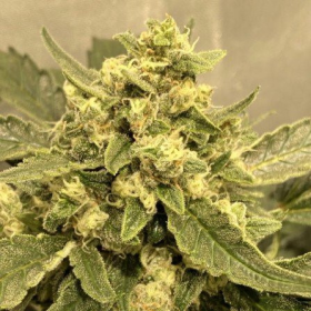 Tangie Auto - BIOGENETIC | TanieSianie.pl