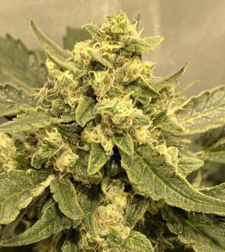 Tangie Auto - BIOGENETIC | TanieSianie.pl