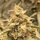 Serious 6 x Passion - BIOGENETIC | TanieSianie.pl