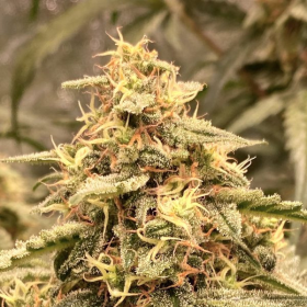 Serious 6 x Passion - BIOGENETIC | TanieSianie.pl
