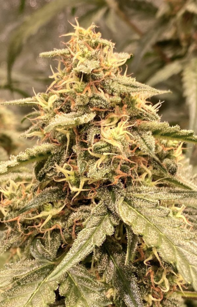 Serious 6 x Passion - BIOGENETIC | TanieSianie.pl